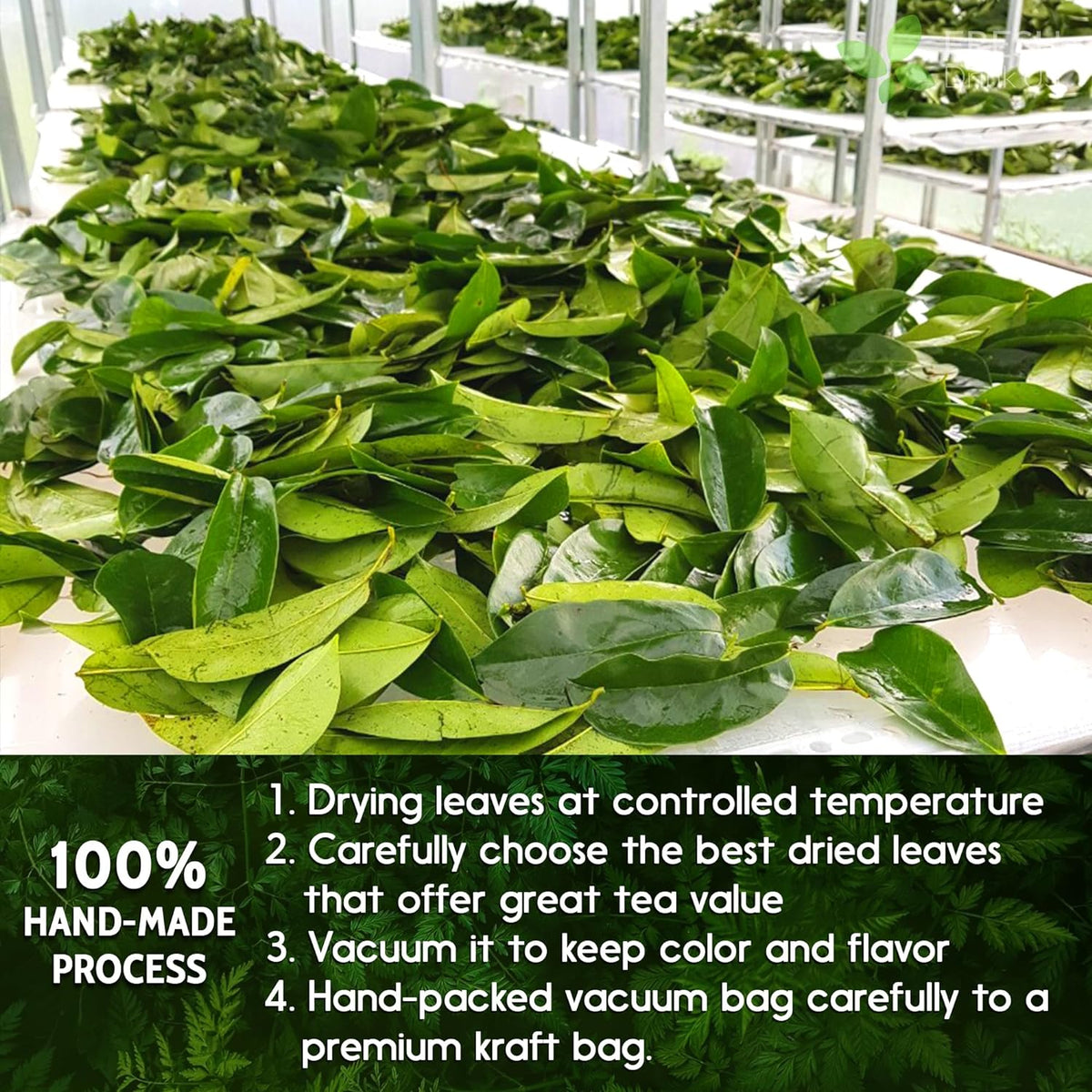 Soursop (Graviola) Leaf Tea Bags