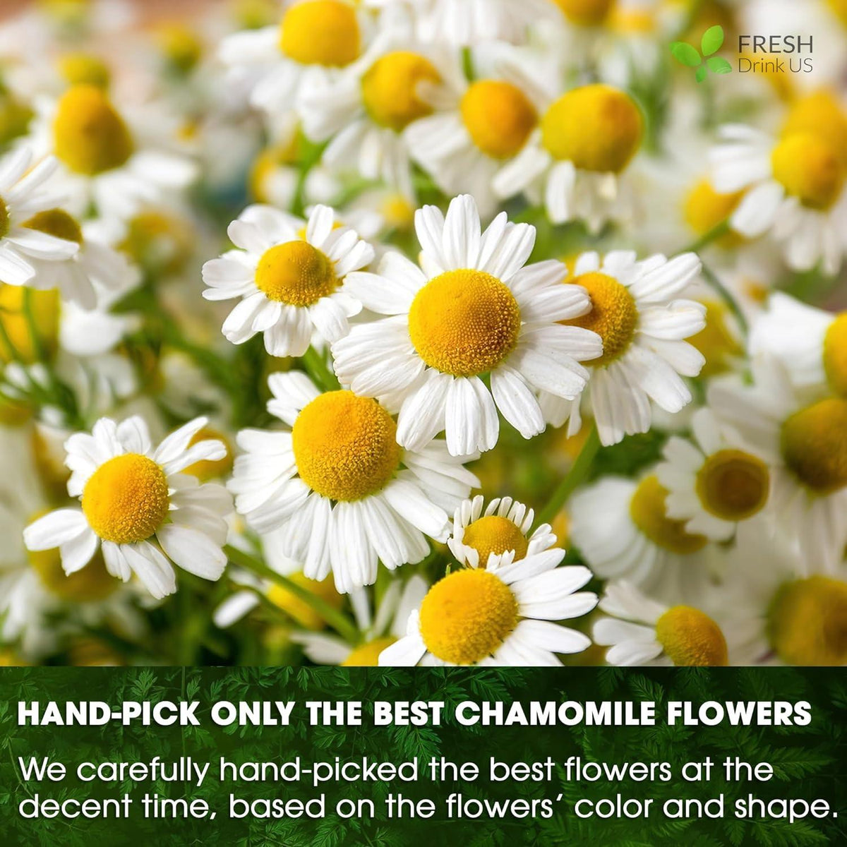 Chamomile Flower Tea Bags