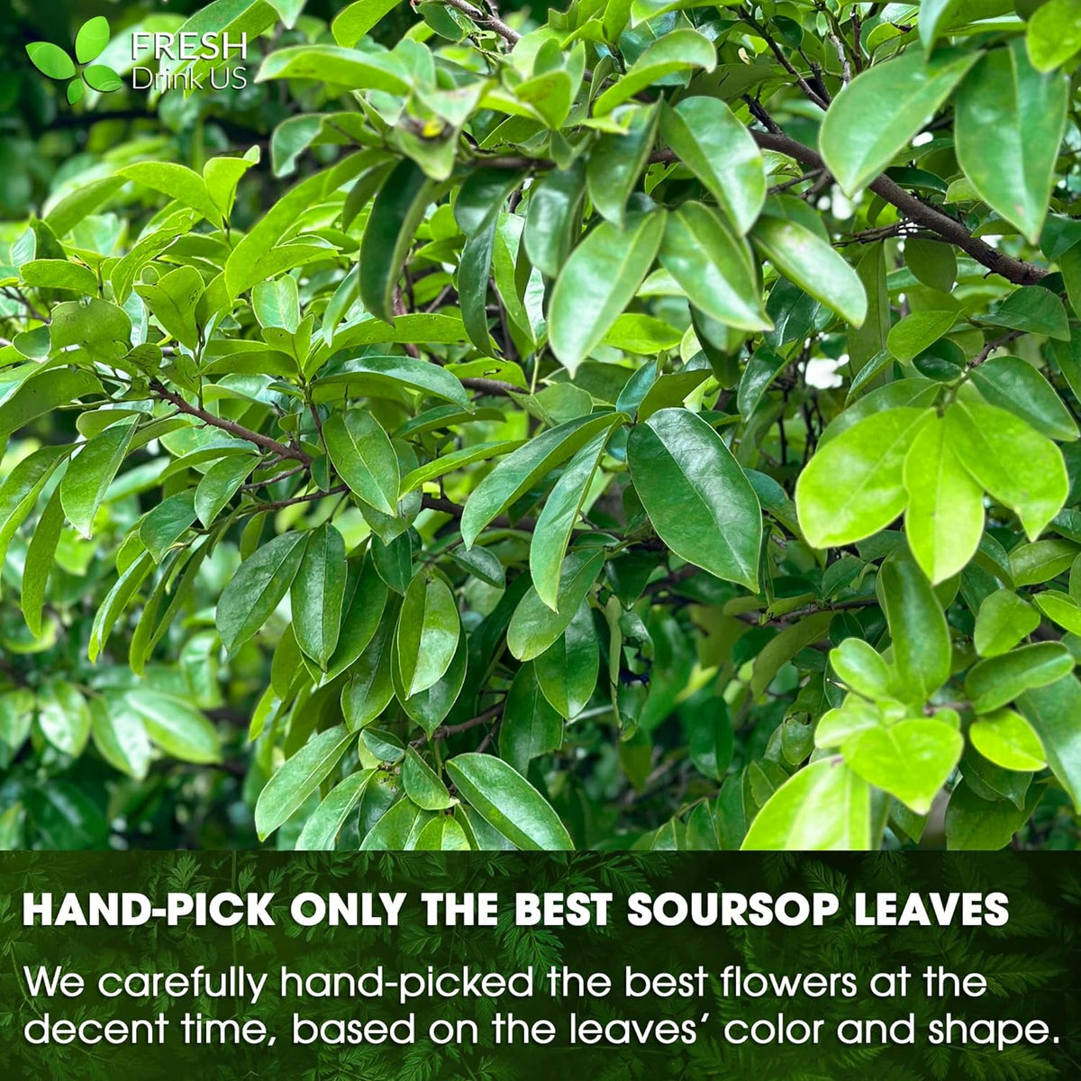 Soursop (Graviola) Leaf Tea Bags