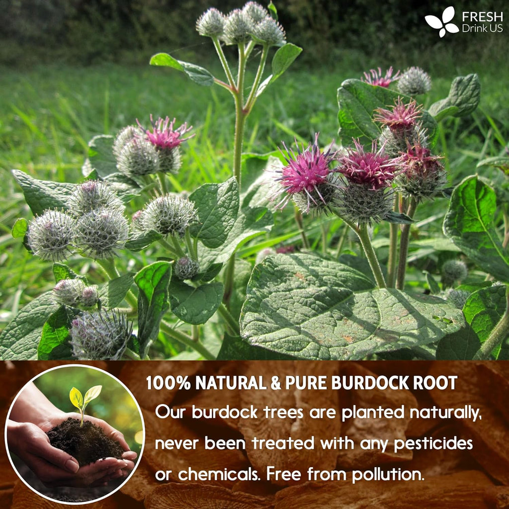 Burdock Root Herbal Tea Bags