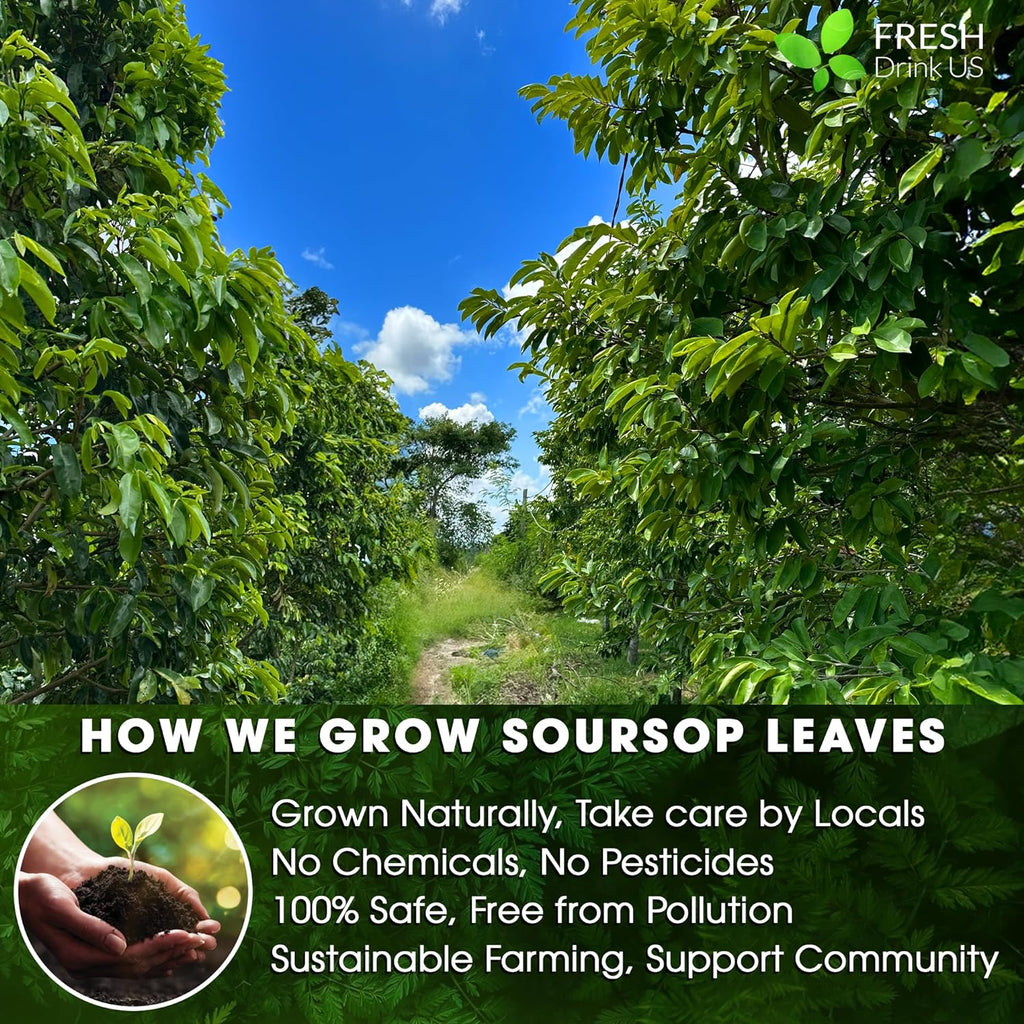 Soursop (Graviola) Leaf Tea Bags