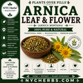 Arnica Leaf & Flower | Topical Relief & Muscle Comfort