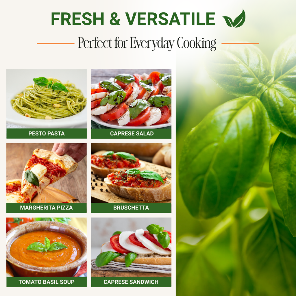 Garden Guru Genovese Sweet Basil Seeds 3-Pack - Non-GMO