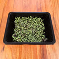 Basil Bicolor Microgreens Seeds