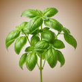 Basil (Genovese Aroma 2) Seeds