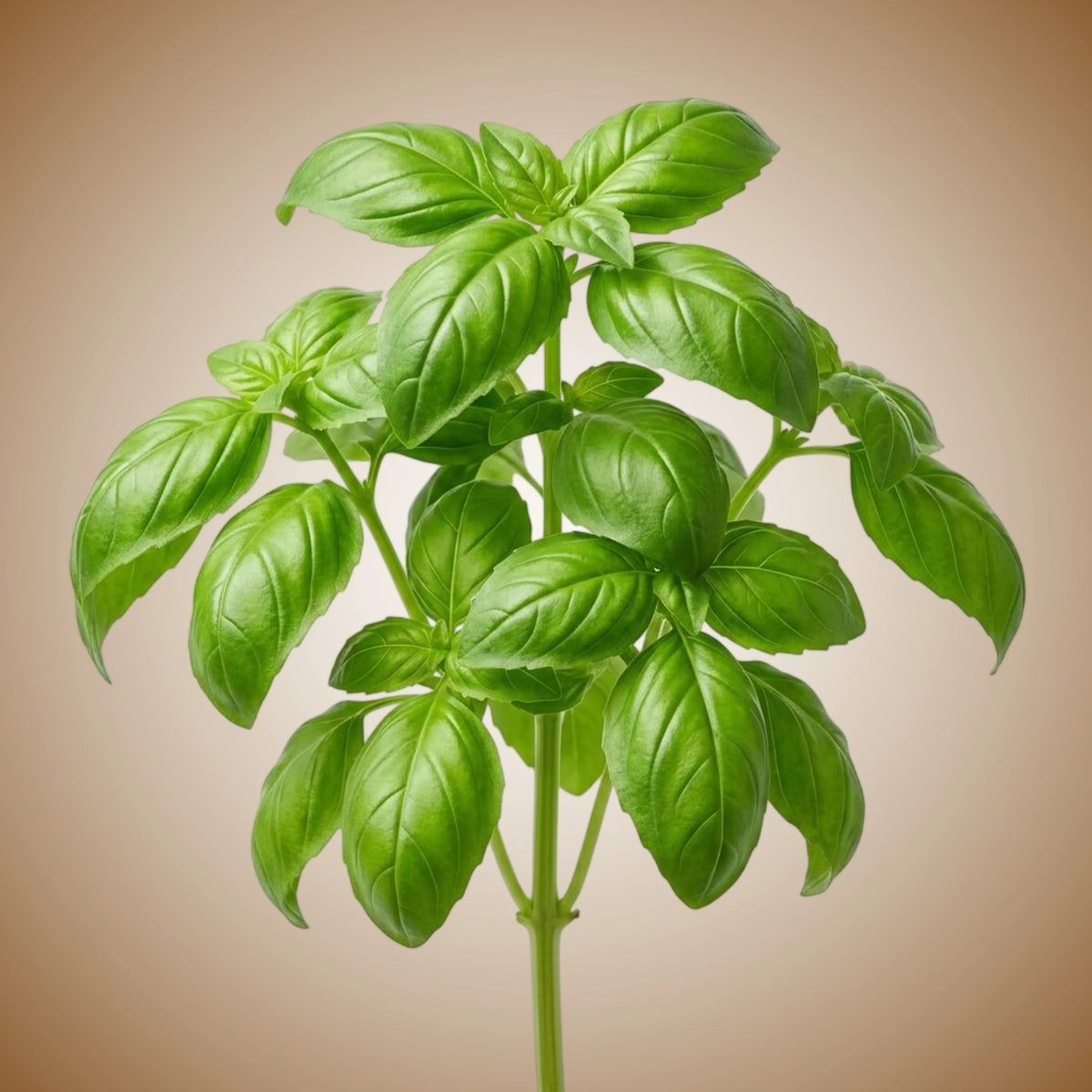 Basil (Genovese Aroma 2) Seeds
