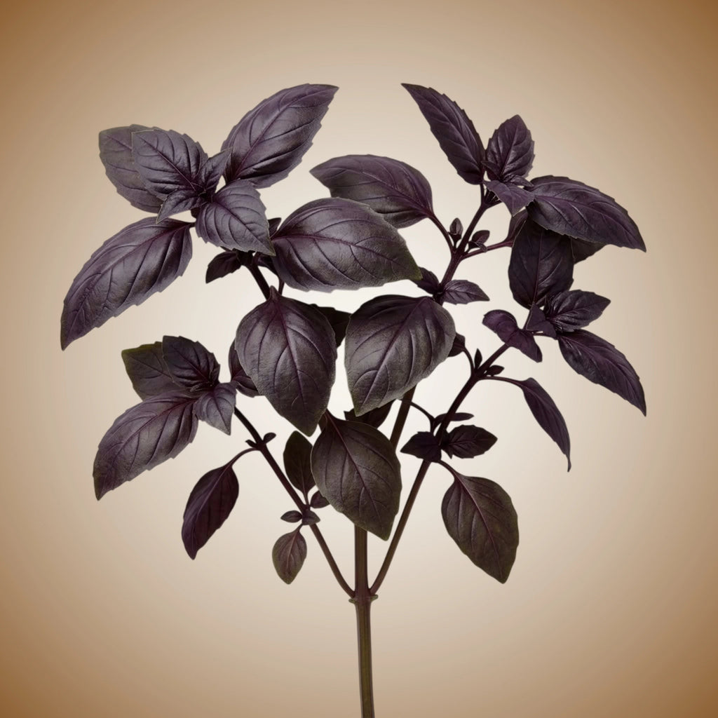 Basil (Red Rubin) Seeds