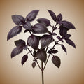 Basil (Red Rubin) Seeds