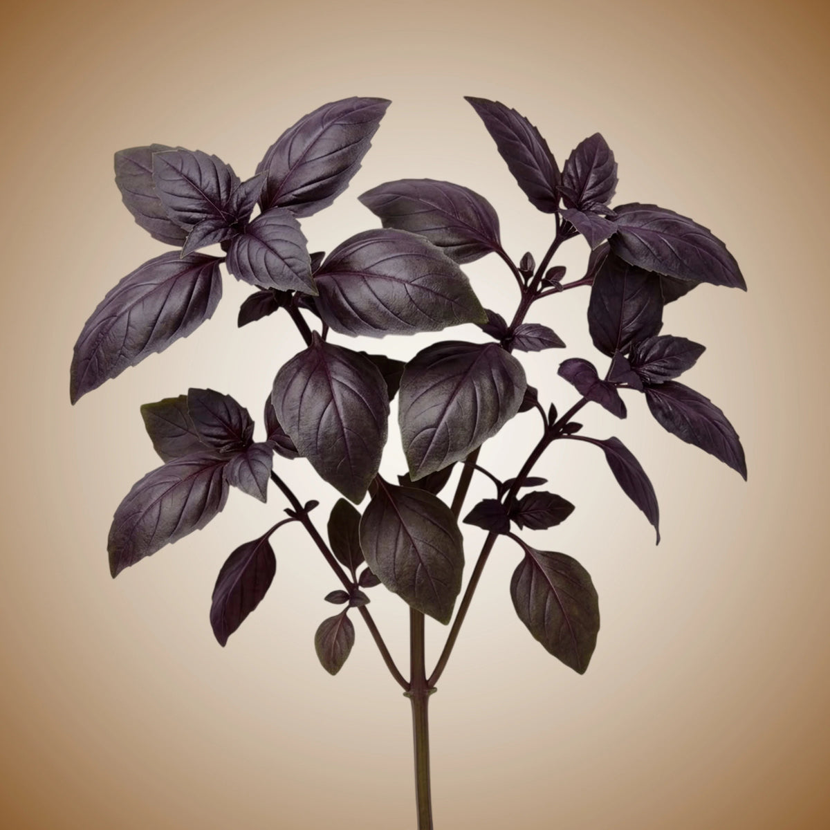 Basil (Red Rubin) Seeds