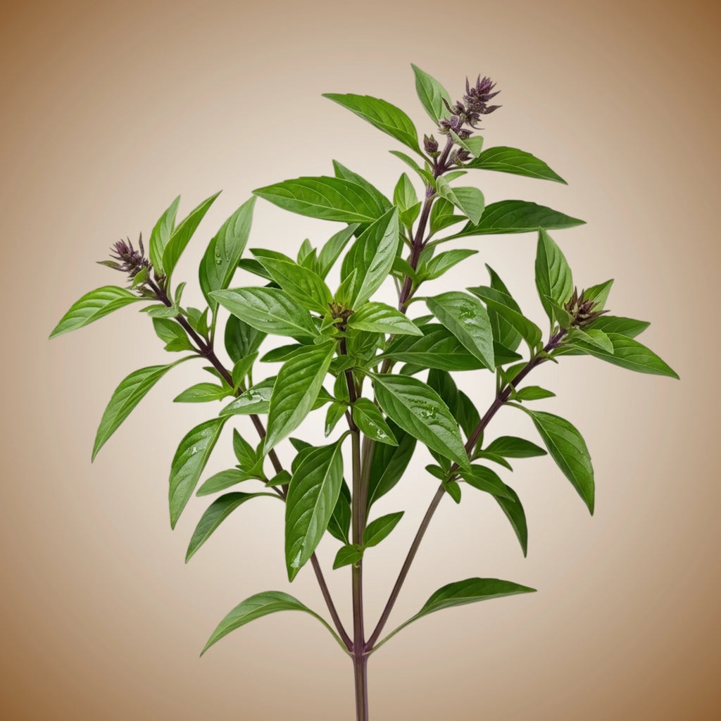 Basil (Sweet Thai) Seeds