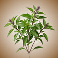 Basil (Sweet Thai) Seeds