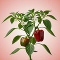 Bell Pepper Seeds