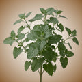 Catnip Seeds