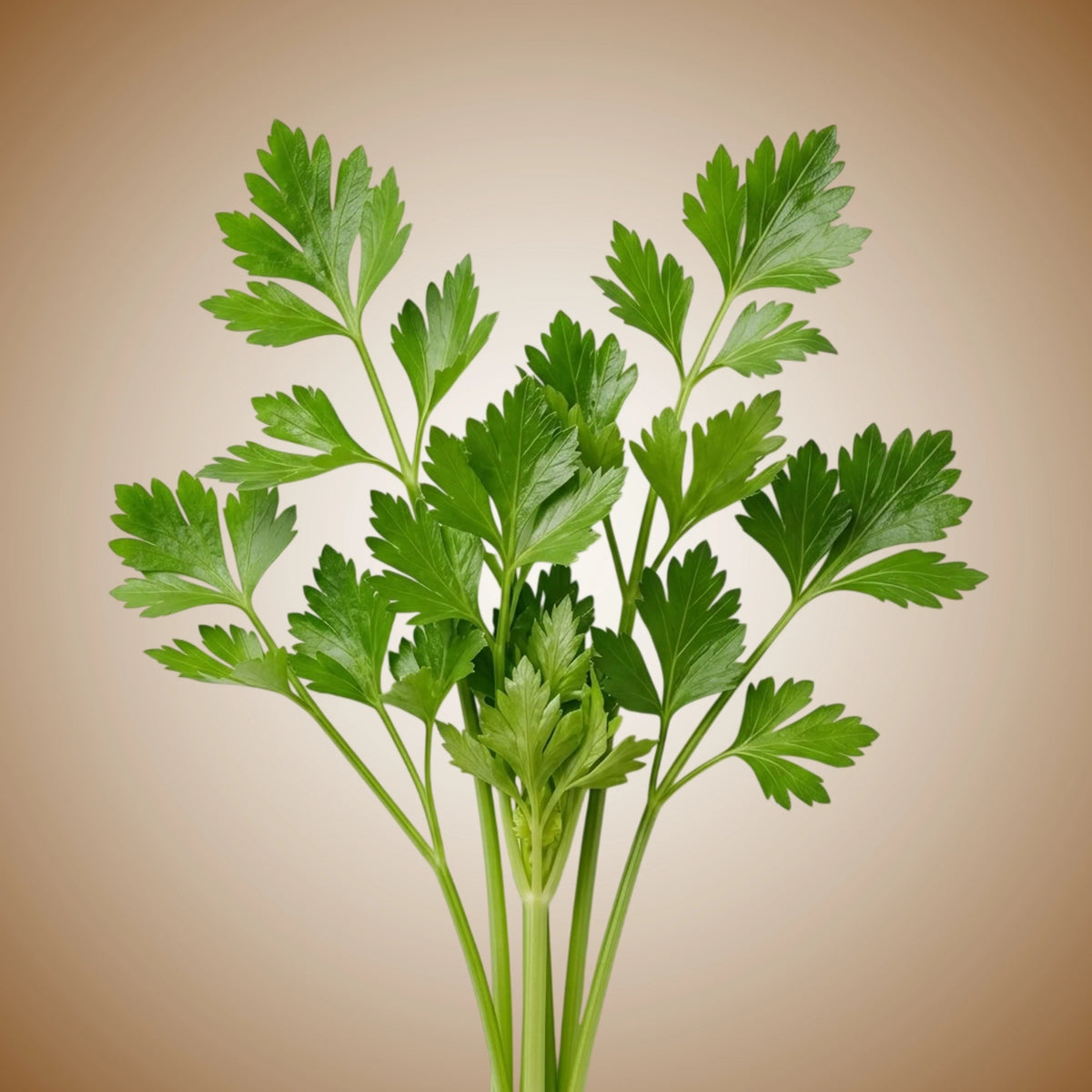 Celery (Cutting) Seeds