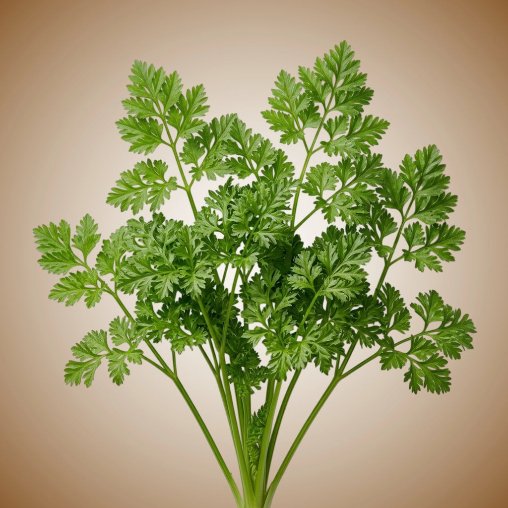 Chervil (Fine Curled) Seeds