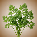 Chervil (Fine Curled) Seeds