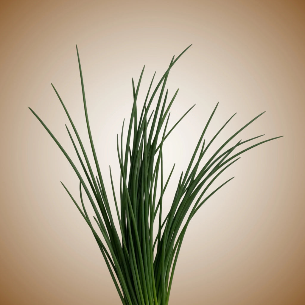 Chives (Staro) Seeds