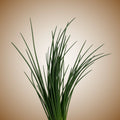Chives (Staro) Seeds