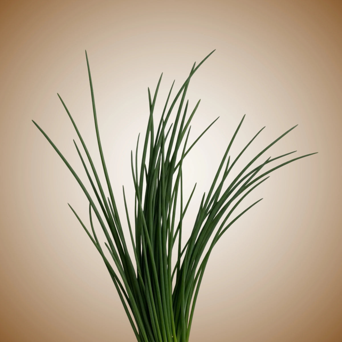 Chives (Staro) Seeds