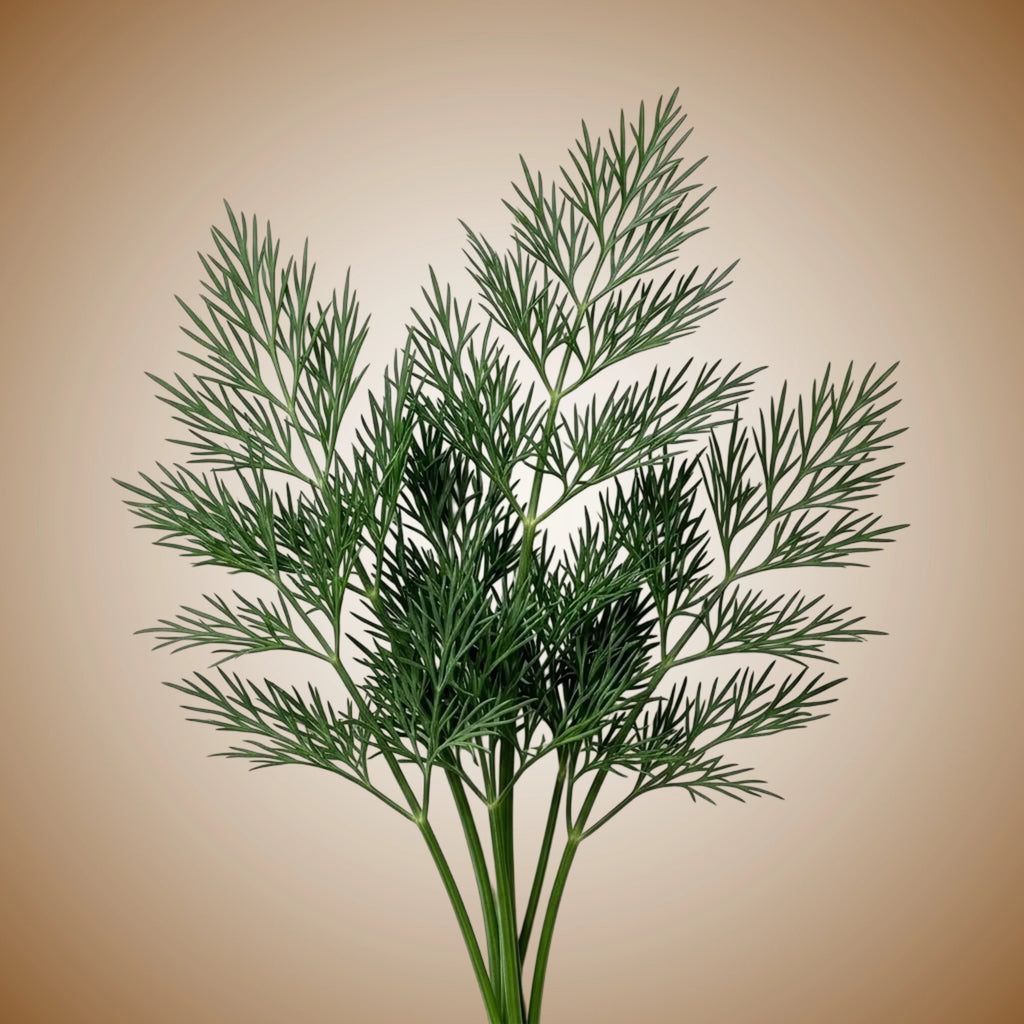 Dill (Bouquet) Seeds