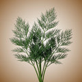 Dill (Bouquet) Seeds
