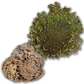 Flor de Jericó | Resurrection Plant for Urinary & Kidney Support