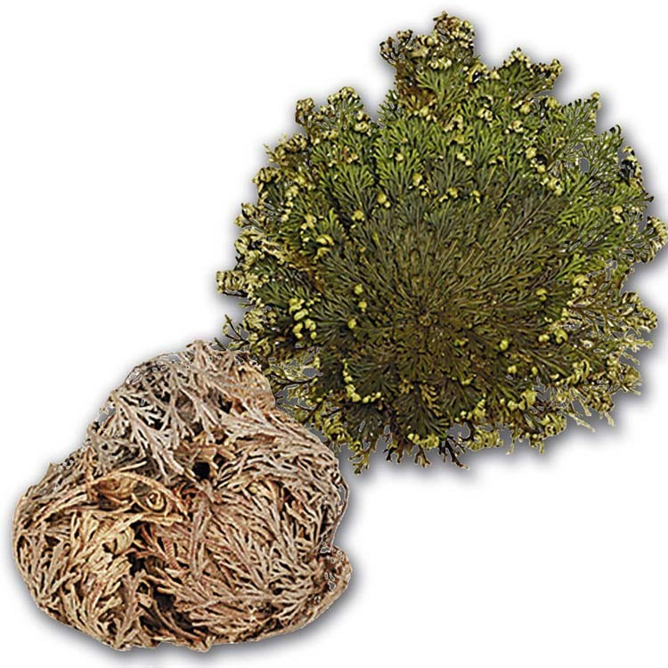 Flor de Jericó | Resurrection Plant for Urinary & Kidney Support