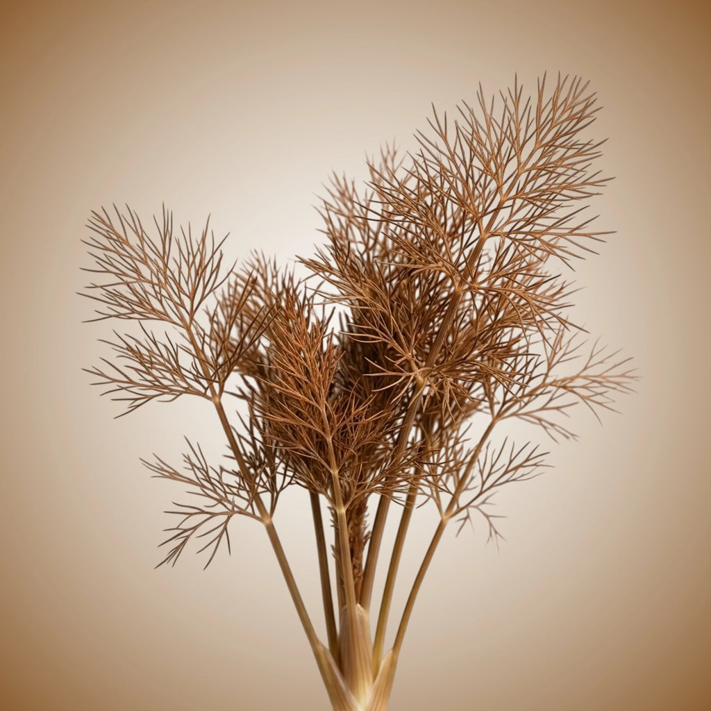 Fennel (Bronze) Seeds