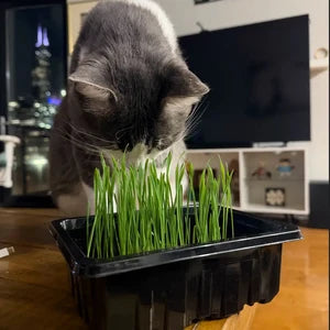 Grab & Grow Pre-Seeded Starter Kit