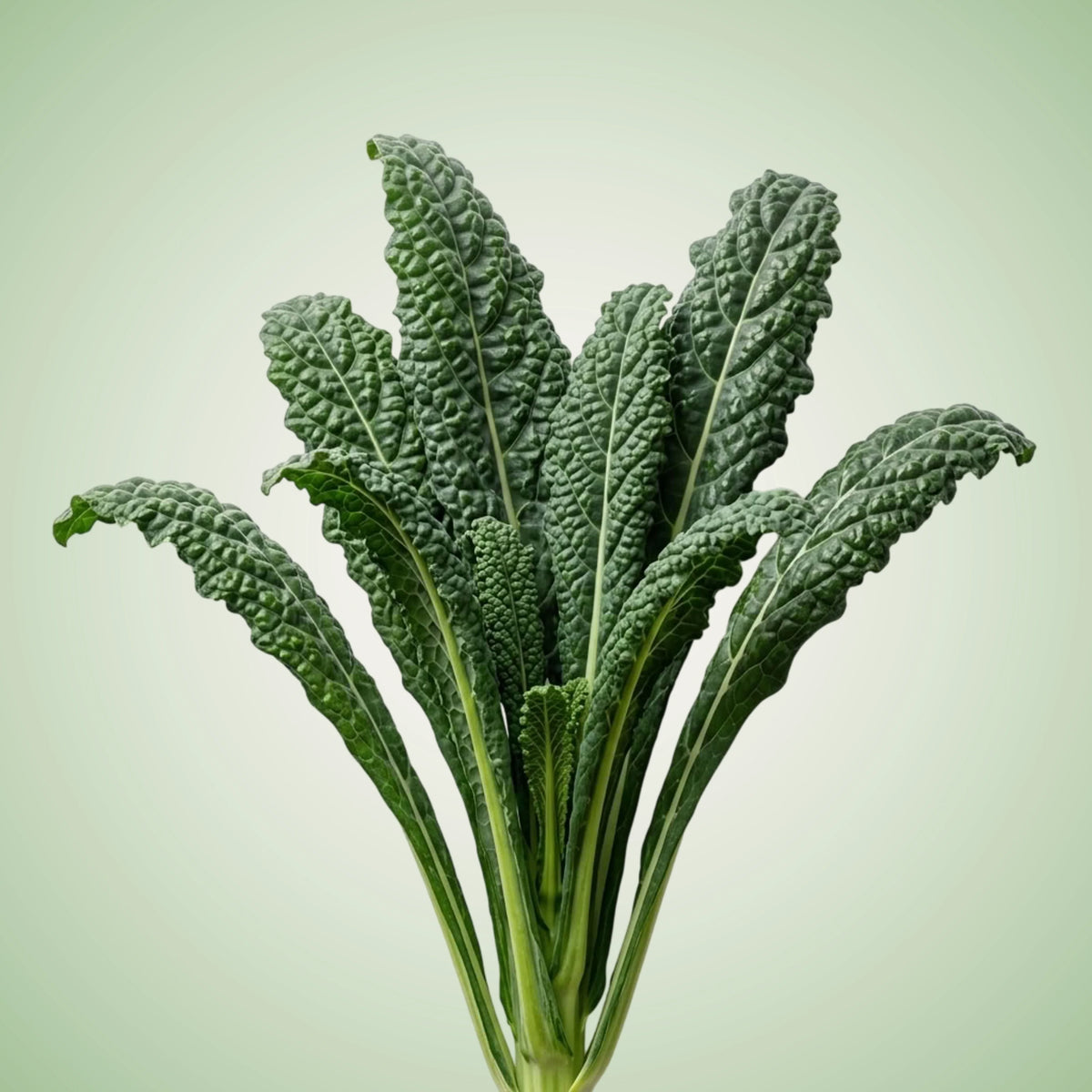 Kale (Mamba) Seeds