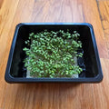 Mustard Microgreens Seeds