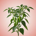 Shishito Pepper Seeds
