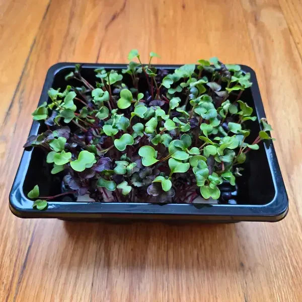 Microgreens Starter Kit (2xTray + Seeds + Mats)