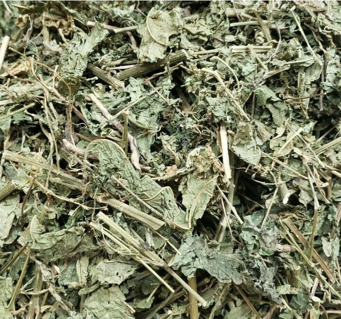 Jamaican Guinea Hen Weed (Anamu) | Immune Support & Traditional Healing