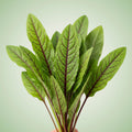 Sorrel (Red Veined) Seeds