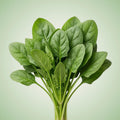 Spinach (Space) Seeds