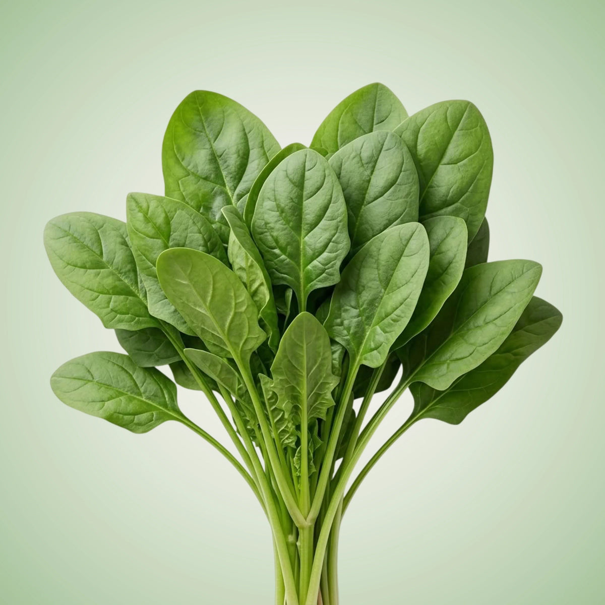 Spinach (Space) Seeds