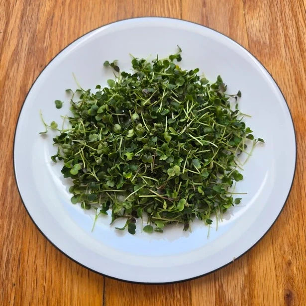 Arugula Microgreens Seeds