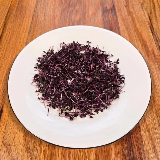 Basil Red Rubin Microgreens Seeds
