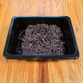 Basil Red Rubin Microgreens Seeds
