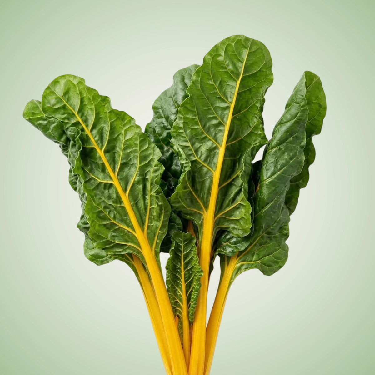 Chard (Gold) Seeds