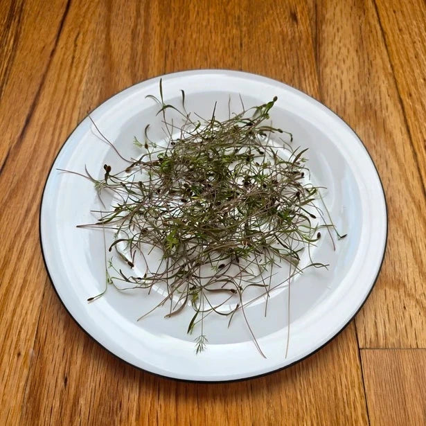 Dill Microgreens Seeds