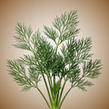 Dill (Ella) Seeds