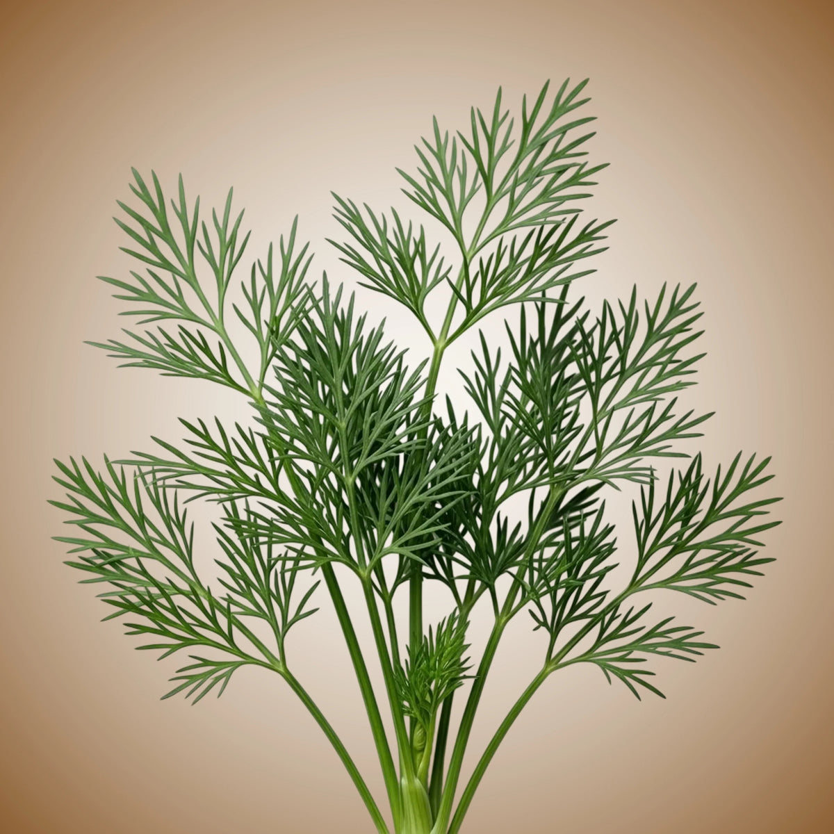 Dill (Ella) Seeds