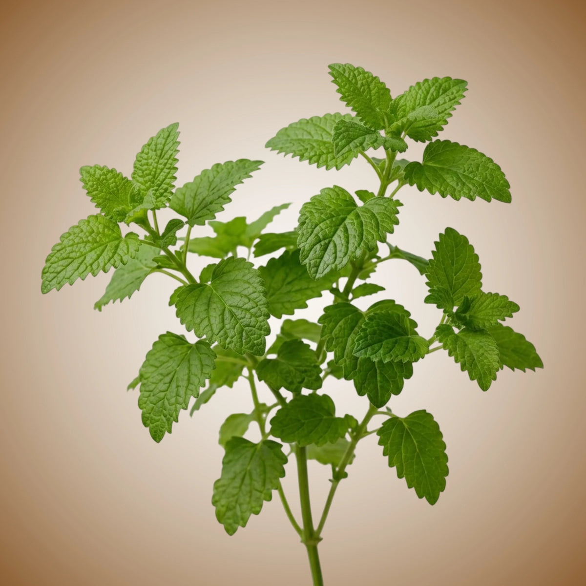Lemon Balm Seeds