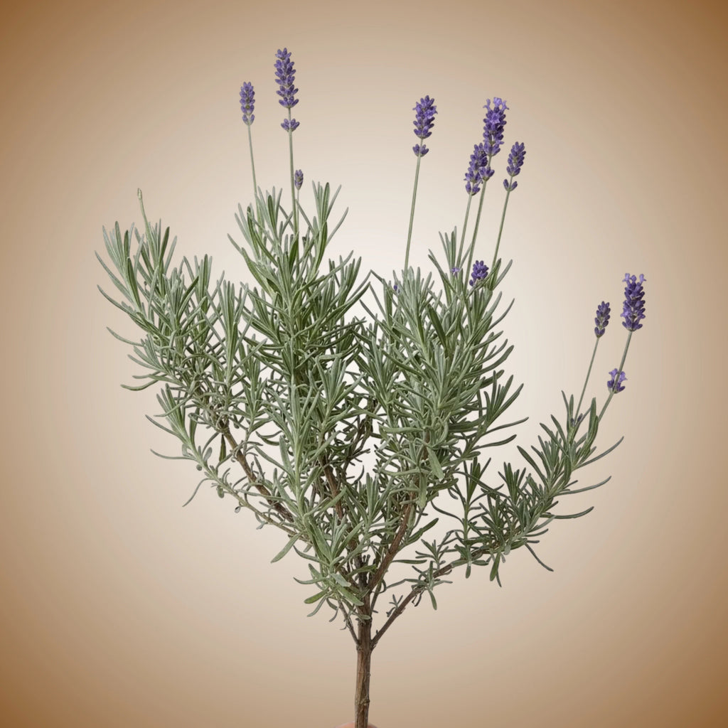 Lavender (Munstead) Seeds
