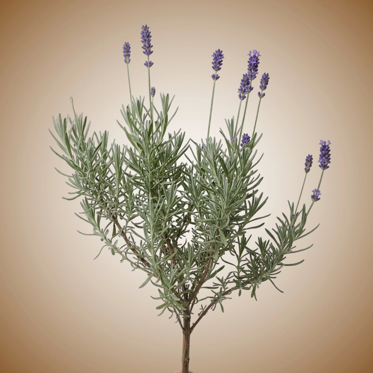 Lavender (Munstead) Seeds