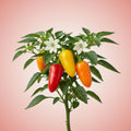 Lunchbox Mix Pepper Seeds
