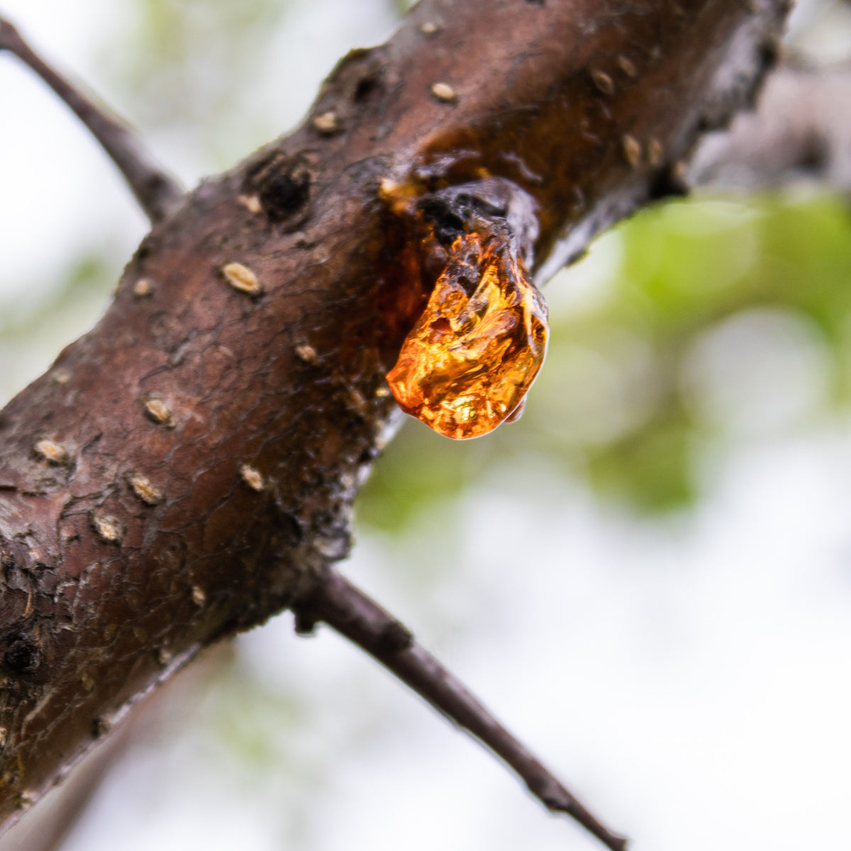 Myrrh Essential Oil