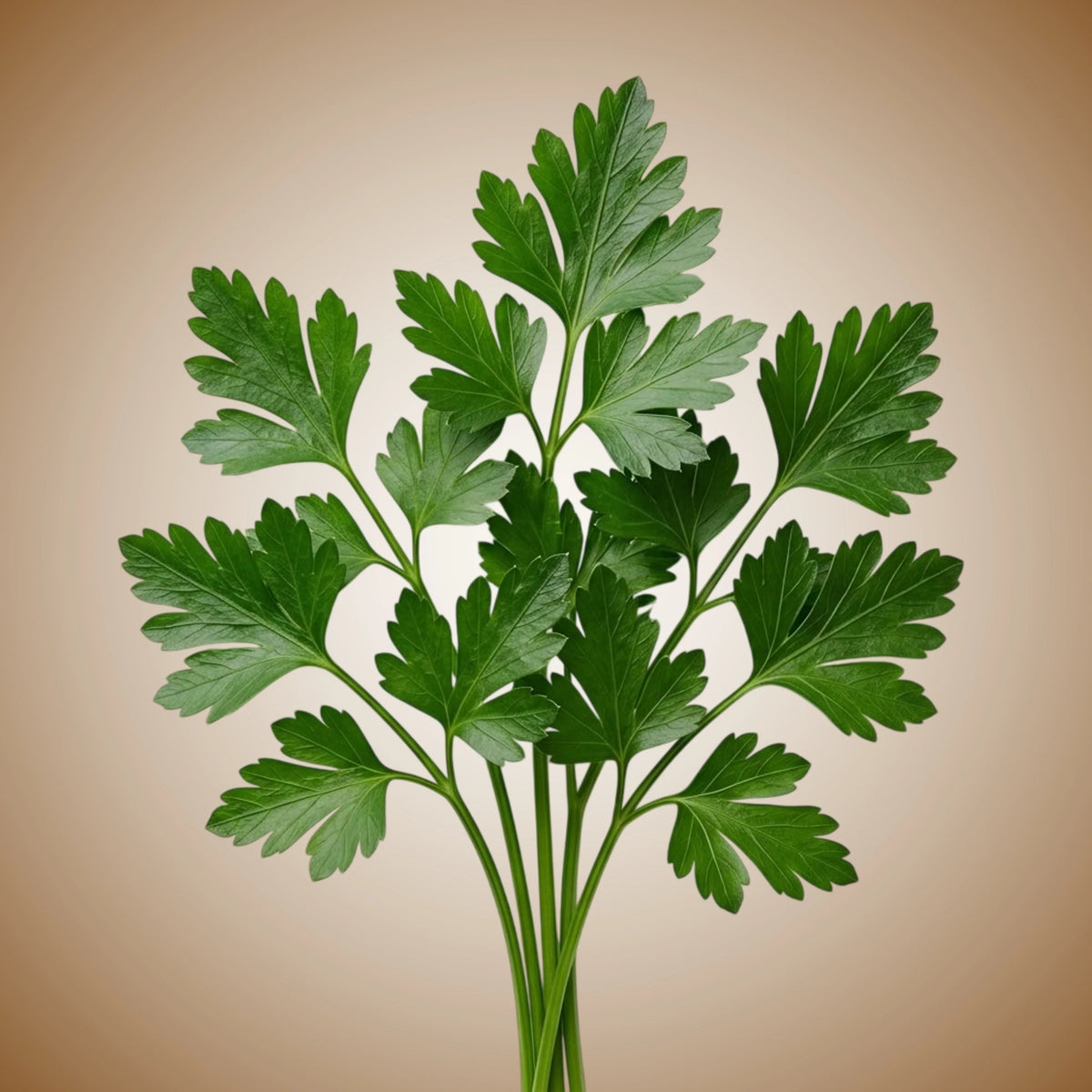 Parsley (Giant of Italy) Seeds